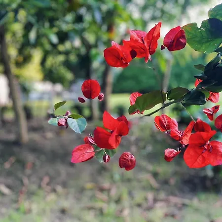 Kasaboba Villa Parres de Llanes