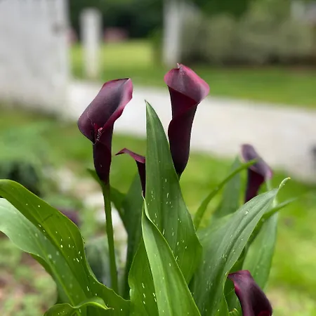 Villa Kasaboba Parres de Llanes