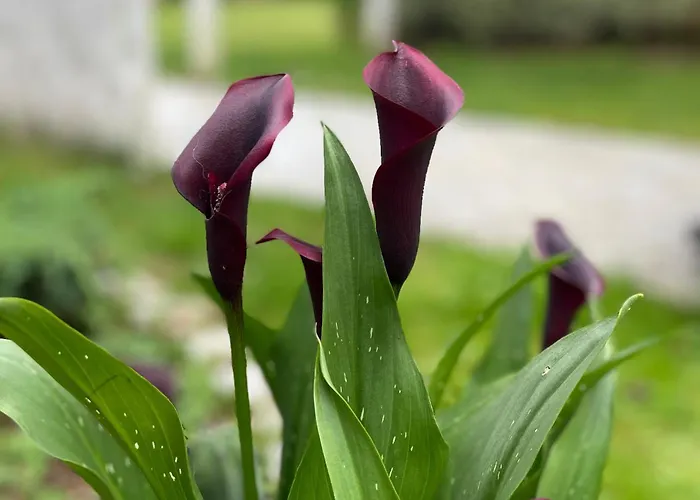 Villa Kasaboba Parres de Llanes